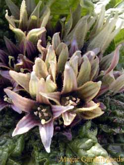 Alraunepflanze - Mandragora officinarum var. autumnalis